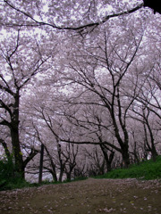 桜独り占め