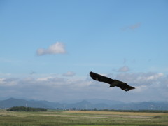 滑空