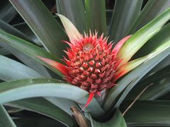 パインのつぼみ