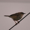 セッカ？　DSC_6056S