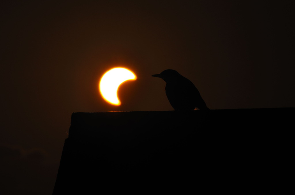 太陽をついばむ小鳥