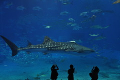 美ら海水族館３　DSC_8466