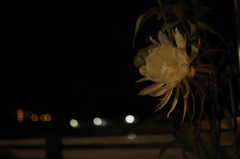 月下美人１