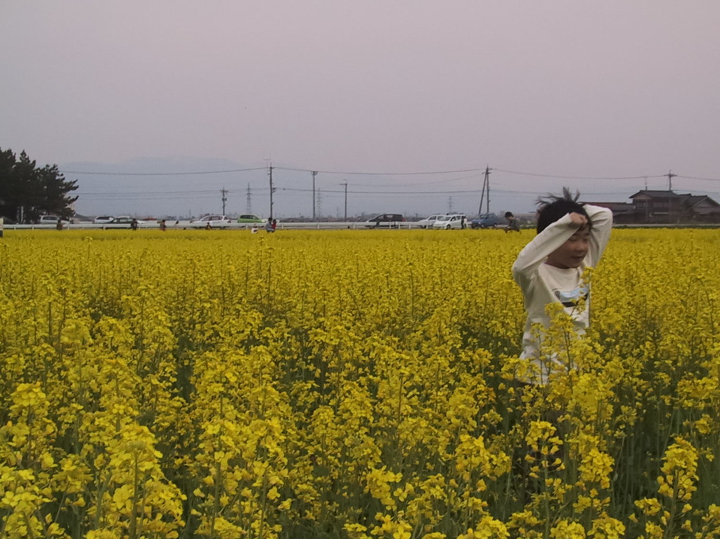 菜の花