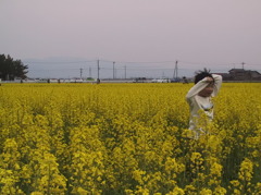 菜の花