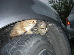 タイヤ猫