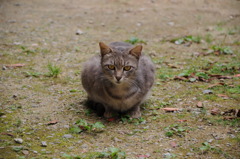やあ。