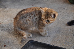 猫無題