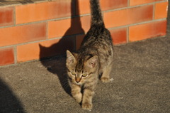 猫無題