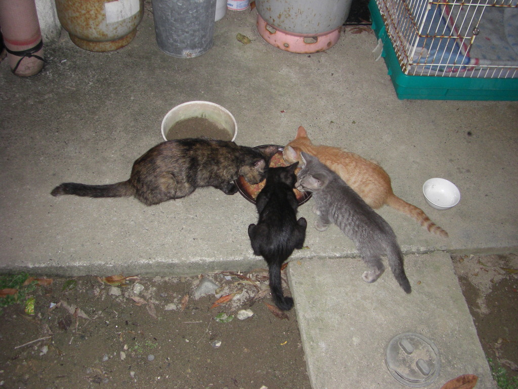 みんなでお食事