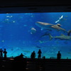美ら海水族館大水槽