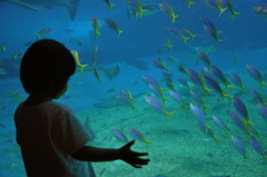 美ら海水族館１　CSC_8543