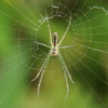 蜘蛛　DSC_6211