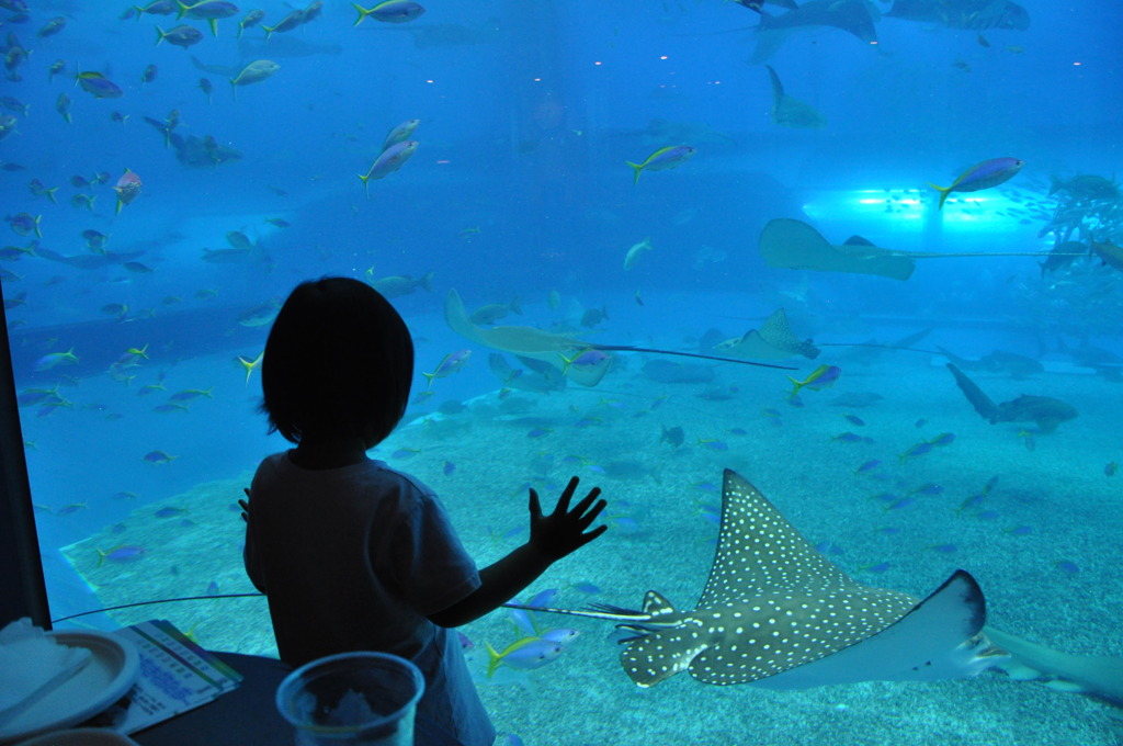 美ら海水族館２　DSC_8418
