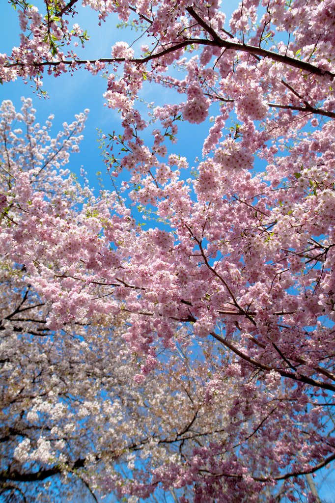 晴天桜満