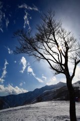 雪に耐える木