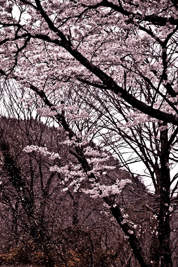 桜吹雪