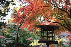 東京の秋