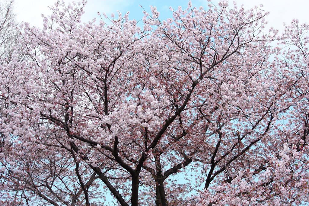 いまさら桜