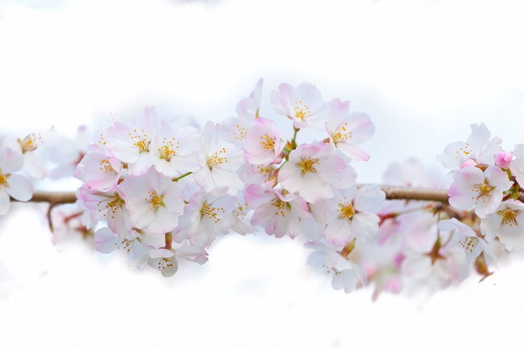 桜2013開花