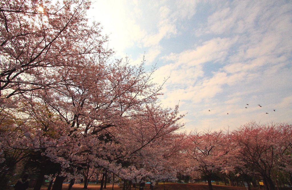 桜の季節