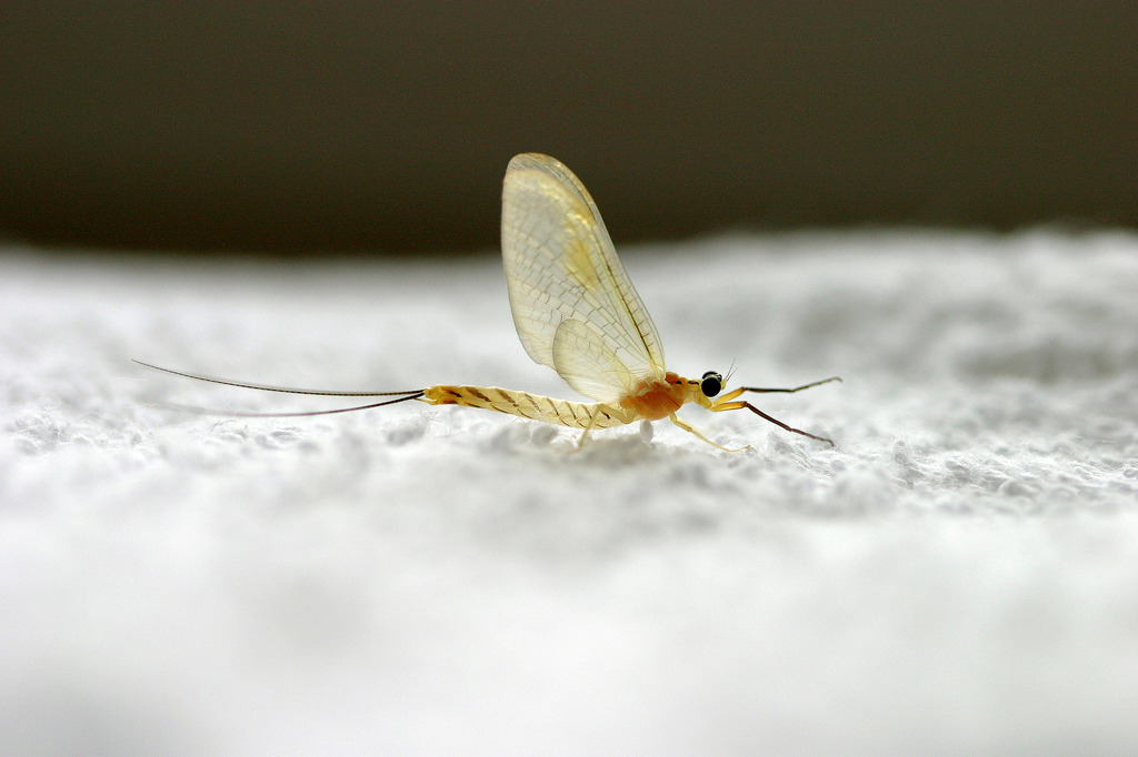 ＭＡＹＦＬＹ