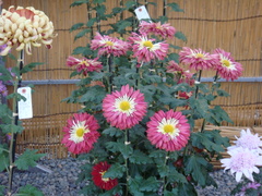 DSC00303