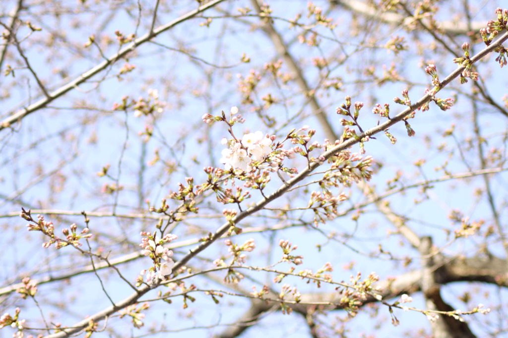 in bloom