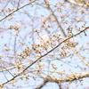 in bloom