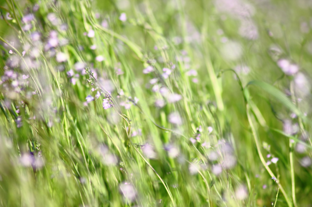 spring winds