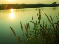 川べりの夕日