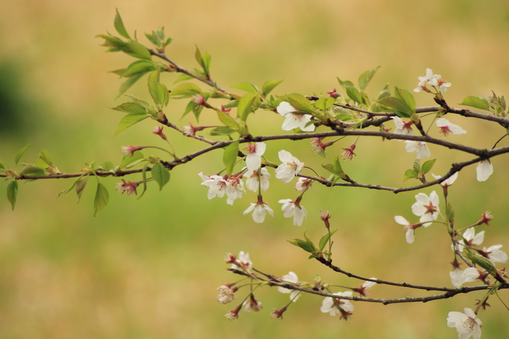 sakura pure