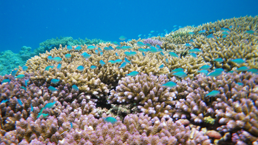 coral reef