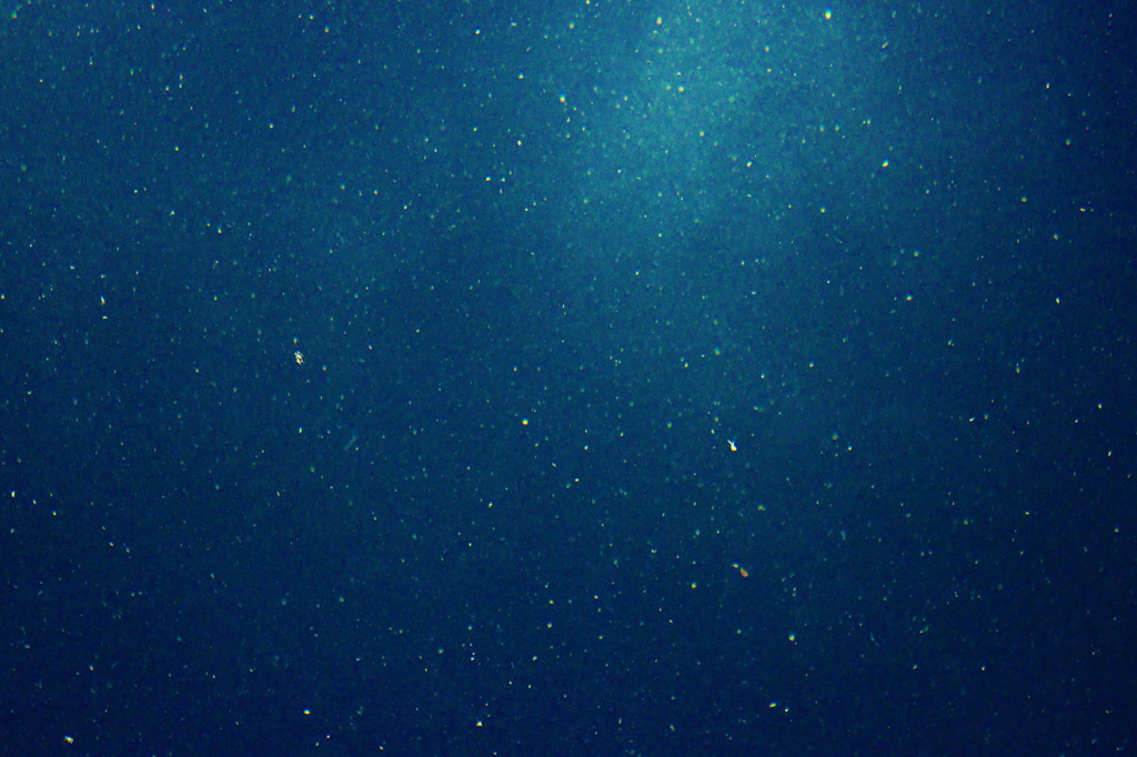 海の光