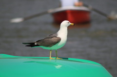 sea gull