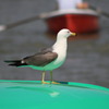 sea gull