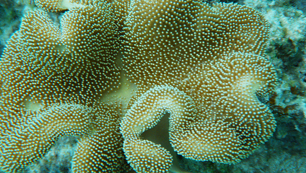 coral