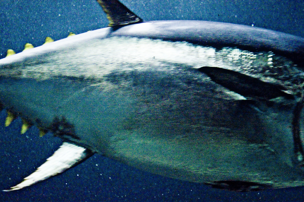 マグロん