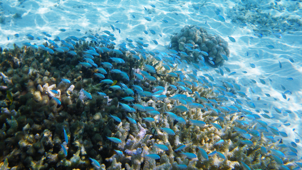 Blue-green chromis