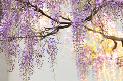 purple noble