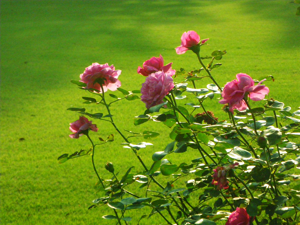 rose garden