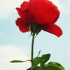 red rose