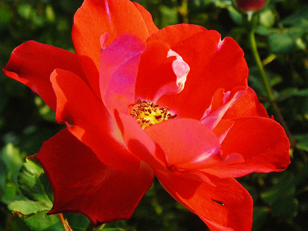 red wild rose