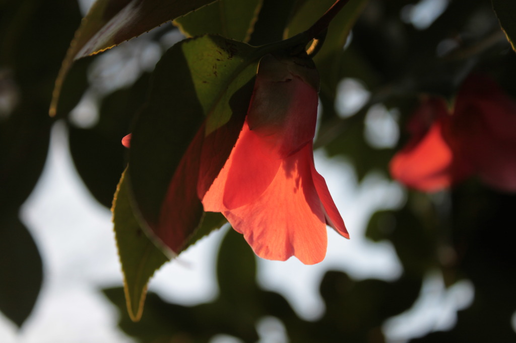 Camellia