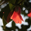 Camellia