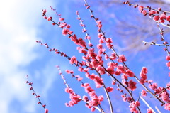 春にむかって