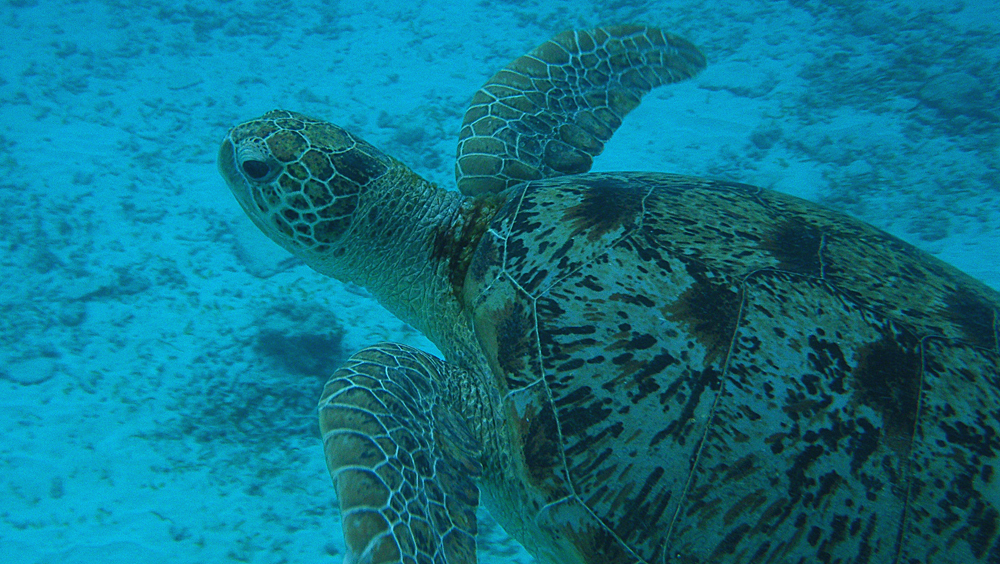 Sea turtle