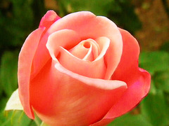 pink rose