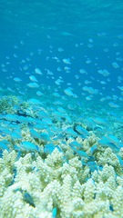 Blue-green chromis