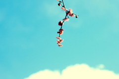 春はどこから？